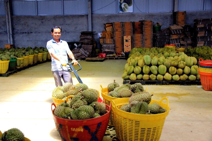 Làm giả giấy ủy quyền xuất khẩu sầu riêng, lừa bán gần nửa tỉ đồng